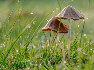 Brown mushroom like an umbrella with raindrops in nature background.