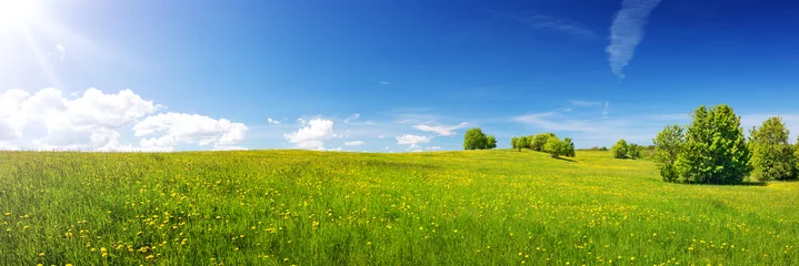 Fotobehang Groen veld met gele paardebloemen en blauwe lucht. Panoramisch uitzicht op gras en bloemen op de heuvel op zonnige lentedag © candy1812