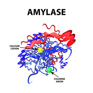 Amylase is a molecular chemical formula. Enzyme of the pancreas. Infographics. Vector illustration on isolated background
