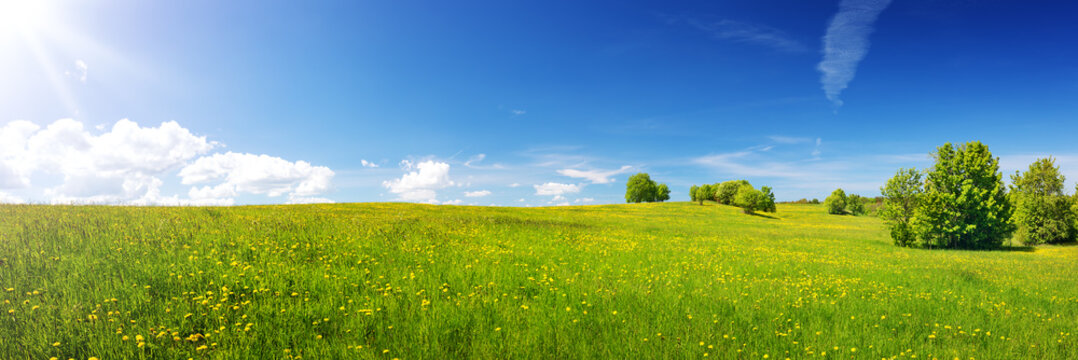Green field with yellow dandelions and blue sky. Panoramic view to grass and flowers on the hill on sunny spring day © candy1812