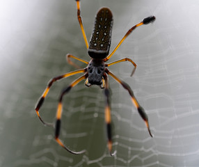 Large spider in web 