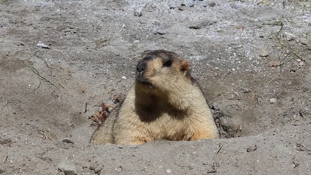 Funny marmot peeking out of a burrow in Ladakh, India. Close up