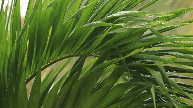 Tropical rain drops falling on the large green palm leaves in Thailand, close up