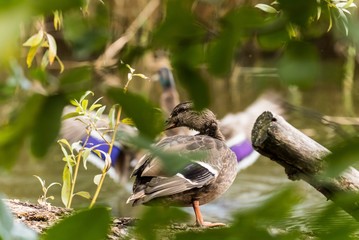 Stockente im Schlosspark Charlottenburg in Berlin 