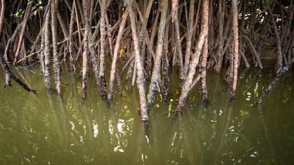 roots of mangrove