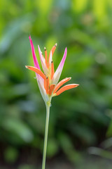 Heliconia is a genus of flowering plants in the family Heliconiaceae. Common names for the genus include lobster-claws, toucan peak, wild plantains or false bird-of-paradise.