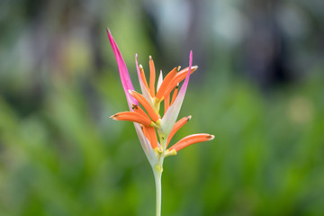 Heliconia is a genus of flowering plants in the family Heliconiaceae. Common names for the genus include lobster-claws, toucan peak, wild plantains or false bird-of-paradise.