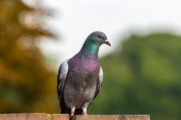 Pigeon