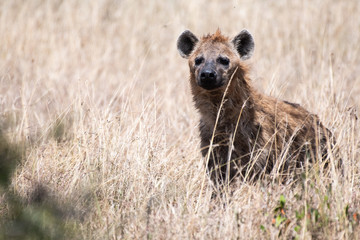 Spotted hyena in Masai Mara, Kenya.