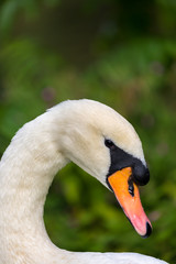 Fototapeta premium Swan