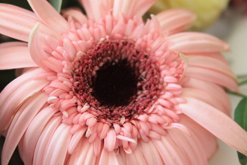 Pink Gerbera Flower Closeup