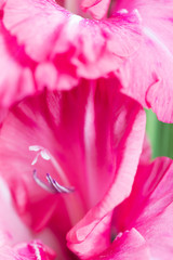 Background of mix Gladiolus flowers, macro, close up