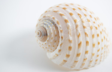 Isolated shells with the white Background