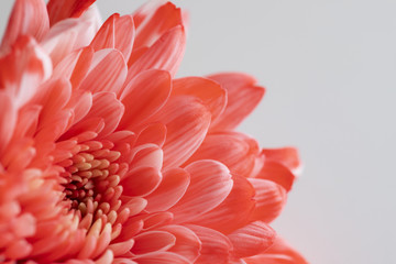 Beautiful red chrysanthemum flower close-up on white background