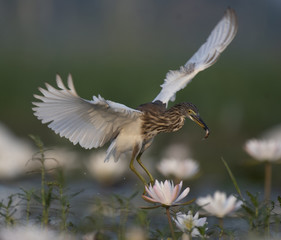 Indian Pond heron