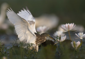 Indian Pond heron with fish in beautiful flowers Natural environment