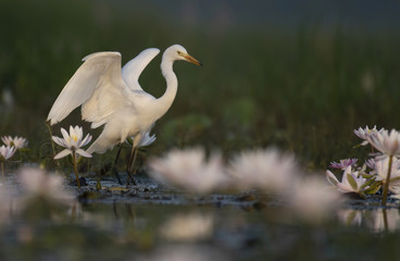  Egret in water lily pond