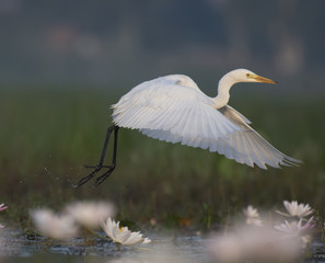 Great Egret Flying