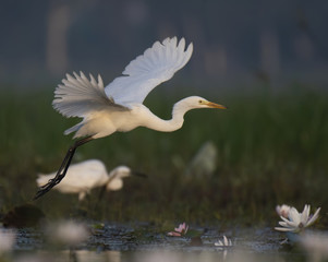 Great Egret flying