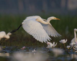  Egret Flying in water lily pond