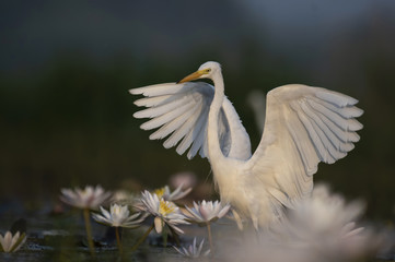  Egret in water lily pond