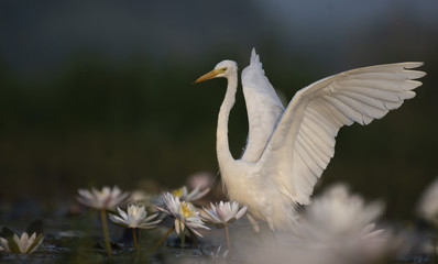  Egret in water lily pond