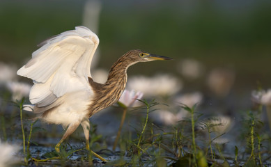 Indian Pond heron