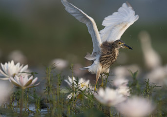 Indian Pond heron