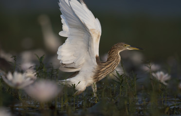 Indian Pond heron