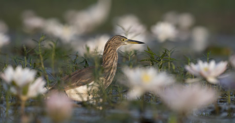 Indian Pond heron
