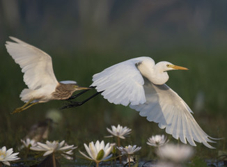 Great egret and pond Heron Flying