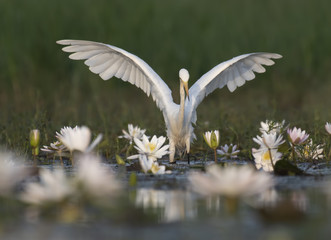  Egret in water lily pond