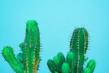 closeup green Cactus on blue background . Fashion pattern. Art Gallery Minimal.