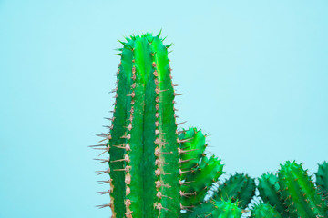 closeup green Cactus on blue background . Fashion pattern. Art Gallery Minimal.