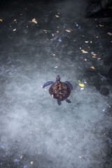 Tortuga