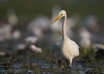  Egret in water lily pond