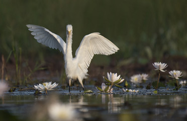  Egret in water lily pond