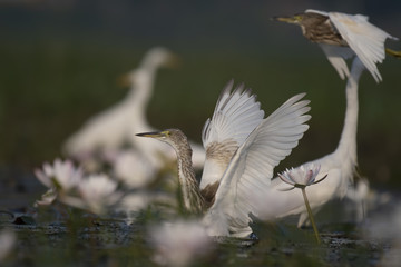  Egret in water lily pond