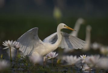 bird fishing in pond