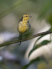 Yellow wagtail on perch at sunrise