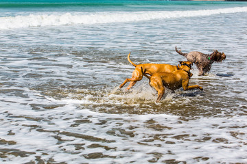 Companion dogs at the beach 