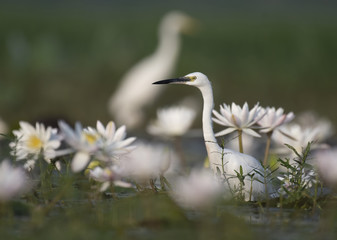 Little Egret in habitat