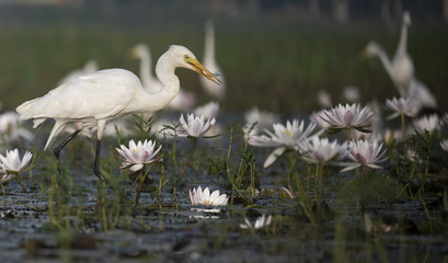 Great Egret with fish