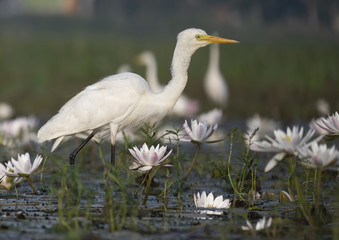 Great Egret fishing