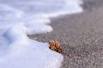 Seashell in the waves white foam