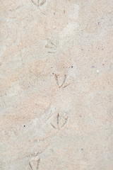 Traces of a bird on sand on the ocean coast