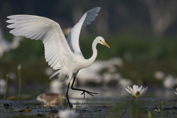  Great Egret fishing in water lily pond