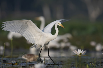  Egret in water lily pond