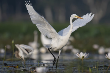  Great Egret hunting  in water lily pond
