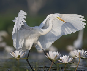  Egret in water lily pond